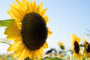 sunflower on blue sky