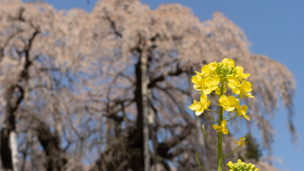 spring in the forest