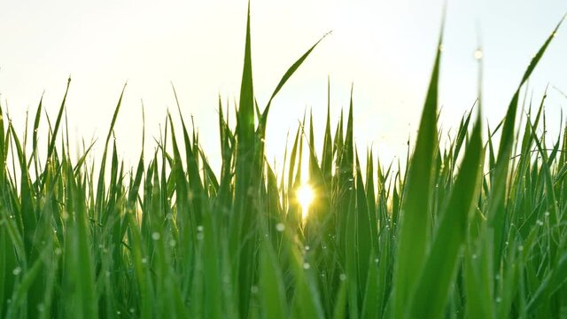 Motion past long green stems of grass with drops of dew against bright rising sun and blue sky in sunny summer morning in country macro