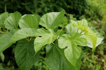 きれいな桑の葉　河川に生える　秋　風景
