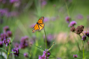 Buterfly on flower
