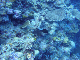 coral reef with fish