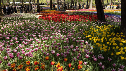 field of tulips