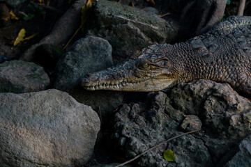 alligator in the everglades