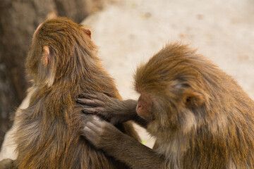 ネパール　カトマンズのモンキー・テンプルとも言われるスワヤンブナート寺院の毛繕いしている猿