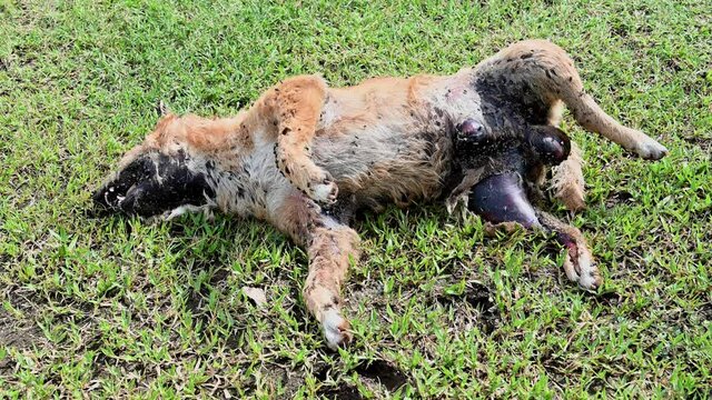 Carcass of a rotting dead dog on the grass seen from its belly, balls and body bloated, disgustingly stinky smell, flies and maggots feeding on it.