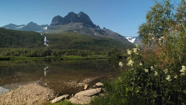 Wildflowers In Bloom At The Lakeshore In Innerdalen In Sunndal, Norway With Rocky Mountain In Background. wide shot, slider