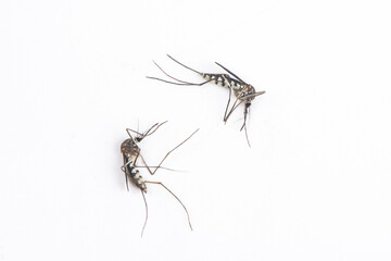 dead mosquitoes isolated on white background