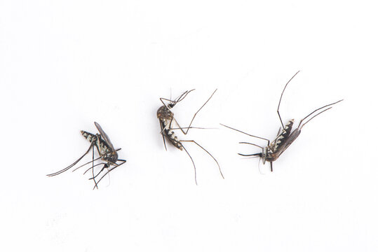 Dead Mosquitoes Isolated On White Background