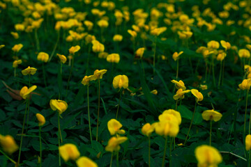 Flores amarillas en campo verde