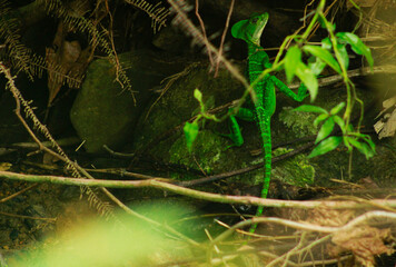 Iguana verde cerca a rio en la selva 