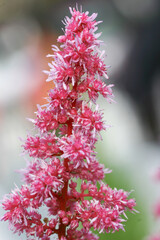 a Hardys Plants at the garden , nature background
