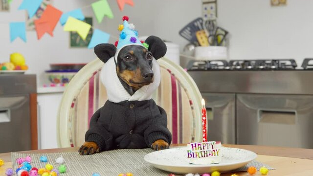Dachshund dog in hoodie with funny panda ears, wearing festive hat is sitting at table in front of birthday cake with candle, preparing for dessert, room decorated for celebratory party. 