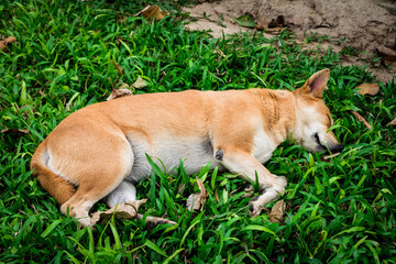 dog on grass