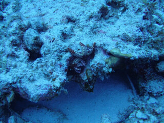 coral reef and diver