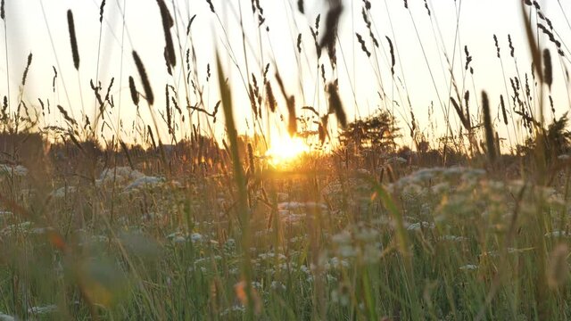 Long stems of milfoil and dry spicules sway in wind against sunset and bright sky in sunny summer evening on meadow macro