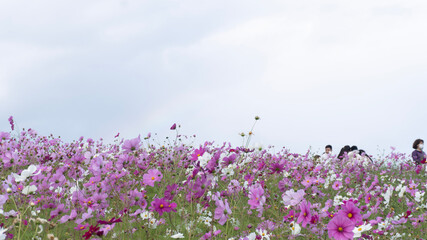 Obraz na płótnie Canvas field of flowers and sky