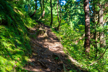 Fototapeta premium 富山県富山市の立山連峰、鍬崎山、大品山、瀬戸蔵山の登山道の風景 A view of the trails in the Tateyama Mountain Range, Mt. Kuwasaki, Mt. Oshina, Mt. Setokura, Toyama city, Toyama prefecture. 