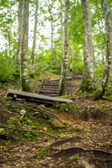 富山県富山市の立山連峰、鍬崎山、大品山、瀬戸蔵山の登山道の風景 A view of the trails in the Tateyama Mountain Range, Mt. Kuwasaki, Mt. Oshina, Mt. Setokura, Toyama city, Toyama prefecture. 