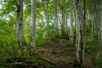 富山県富山市の立山連峰、鍬崎山、大品山、瀬戸蔵山の登山道の風景 A view of the trails in the Tateyama Mountain Range, Mt. Kuwasaki, Mt. Oshina, Mt. Setokura, Toyama city, Toyama prefecture. 