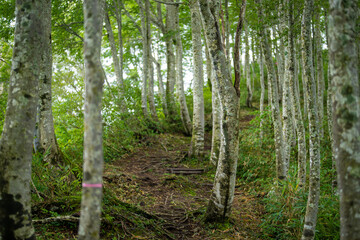 富山県富山市の立山連峰、鍬崎山、大品山、瀬戸蔵山の登山道の風景 A view of the trails in the Tateyama Mountain Range, Mt. Kuwasaki, Mt. Oshina, Mt. Setokura, Toyama city, Toyama prefecture. 