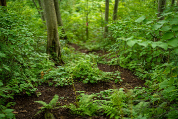 富山県富山市の立山連峰、鍬崎山、大品山、瀬戸蔵山の登山道の風景 A view of the trails in the Tateyama Mountain Range, Mt. Kuwasaki, Mt. Oshina, Mt. Setokura, Toyama city, Toyama prefecture. 