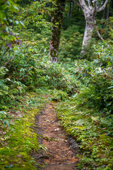 Obraz premium 富山県富山市の立山連峰、鍬崎山、大品山、瀬戸蔵山の登山道の風景 A view of the trails in the Tateyama Mountain Range, Mt. Kuwasaki, Mt. Oshina, Mt. Setokura, Toyama city, Toyama prefecture. 