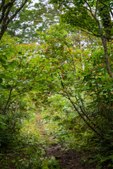 富山県富山市の立山連峰、鍬崎山、大品山、瀬戸蔵山の登山道の風景 A view of the trails in the Tateyama Mountain Range, Mt. Kuwasaki, Mt. Oshina, Mt. Setokura, Toyama city, Toyama prefecture. 