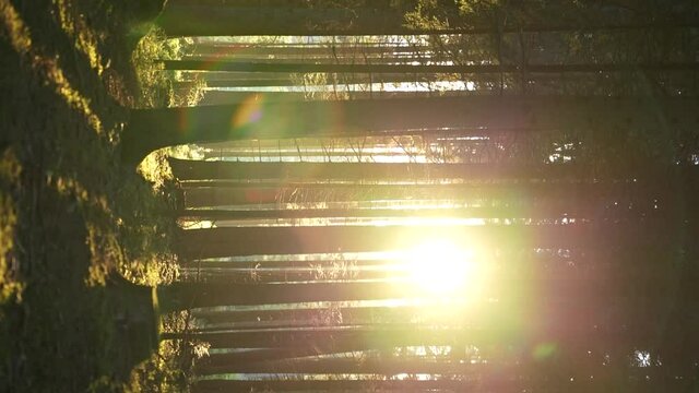 A dawn in the Forest.