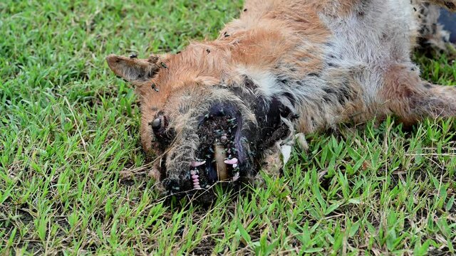 Carcass of a dead rotting Street Dog, a footage of its head with all of the maggots and flies, disgustingly smelly like hell.