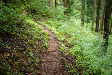 富山県富山市の立山連峰、鍬崎山、大品山、瀬戸蔵山の登山道の風景 A view of the trails in the Tateyama Mountain Range, Mt. Kuwasaki, Mt. Oshina, Mt. Setokura, Toyama city, Toyama prefecture. 