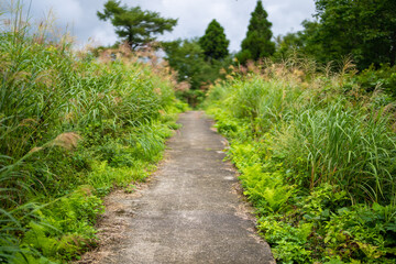 富山県富山市の立山連峰、鍬崎山、大品山、瀬戸蔵山の登山道の風景 A view of the trails in the Tateyama Mountain Range, Mt. Kuwasaki, Mt. Oshina, Mt. Setokura, Toyama city, Toyama prefecture. 
