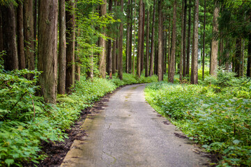 富山県富山市の立山連峰、鍬崎山、大品山、瀬戸蔵山の登山道の風景 A...
