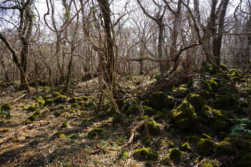 bare trees and mossy rocks in autumn forest