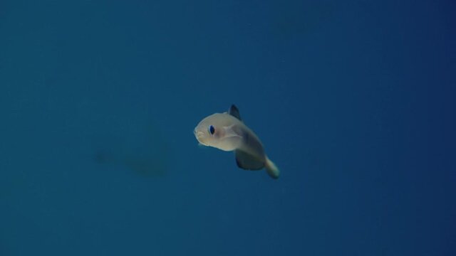 Blackfin Dartfish Swims Underwater In An Aquarium. Umino-Mori Aquarium In Sendai, Japan. close up