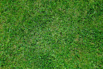 Green grass on a golf course in the evening. High quality photo