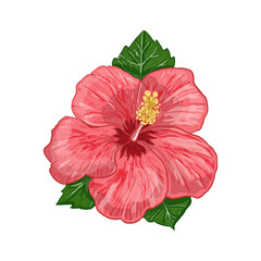 Vector illustration of a hibiscus plant - flowers and leaves of a plant on a white isolated background. Vector illustration