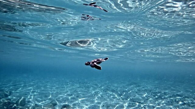 View Of A Baby Sea Turtle Swimming Underwater With Its Flippers. wide shot