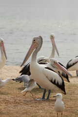 Native Australian Pelican on the beach with Seagulls in the heat of the summer sun, coastal Victoria, Australia