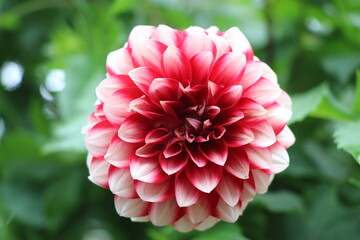 Mix of red and white petals on a dahlia flower, Wallpaper concept flower pictures in blooming stage