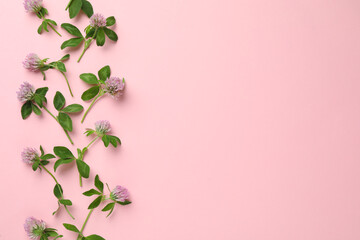 Beautiful clover flowers with green leaves on pink background, flat lay. Space for text