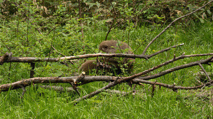 squirrel on a tree