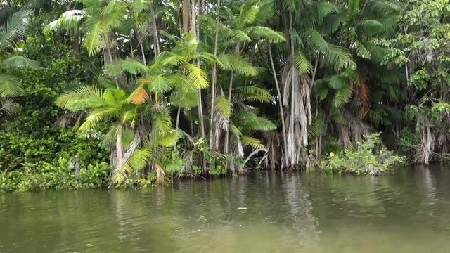 acai palm tree, riparian aquatic vegetation, on tropical river in brazilian nature