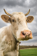 Beautiful white cow looks into camera close-up.