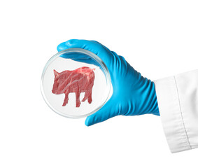 Scientist holding Petri dish with pig silhouette made of pork on white background, closeup....