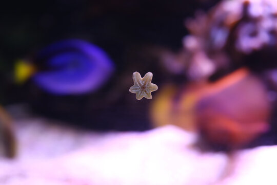 Beautiful small sea star on aquarium glass