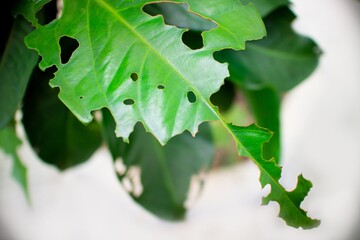 The texture of leaves have many holes from being eaten by caterpillars