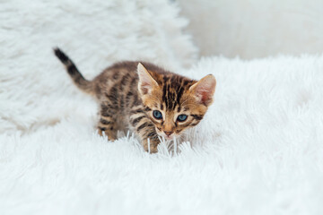 Little bengal kitten on the white fury blanket