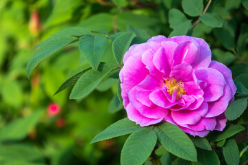 Blooming rosehip flower, beautiful pink flower on a bush branch. Beautiful natural background of blooming greenery.