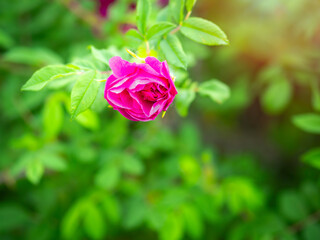 Blooming rosehip flower, beautiful pink flower on a bush branch. Beautiful natural background of blooming greenery.